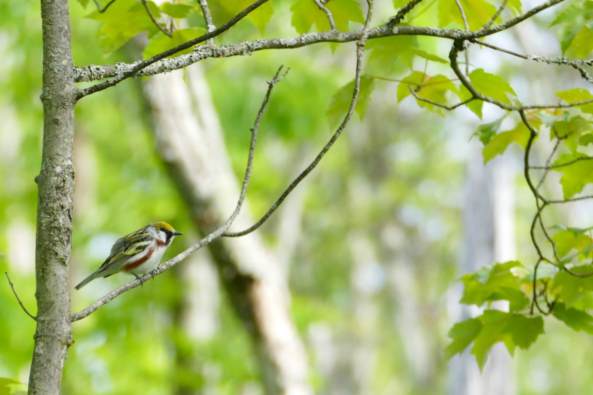 Chestnut-sided Warbler - ML60304741