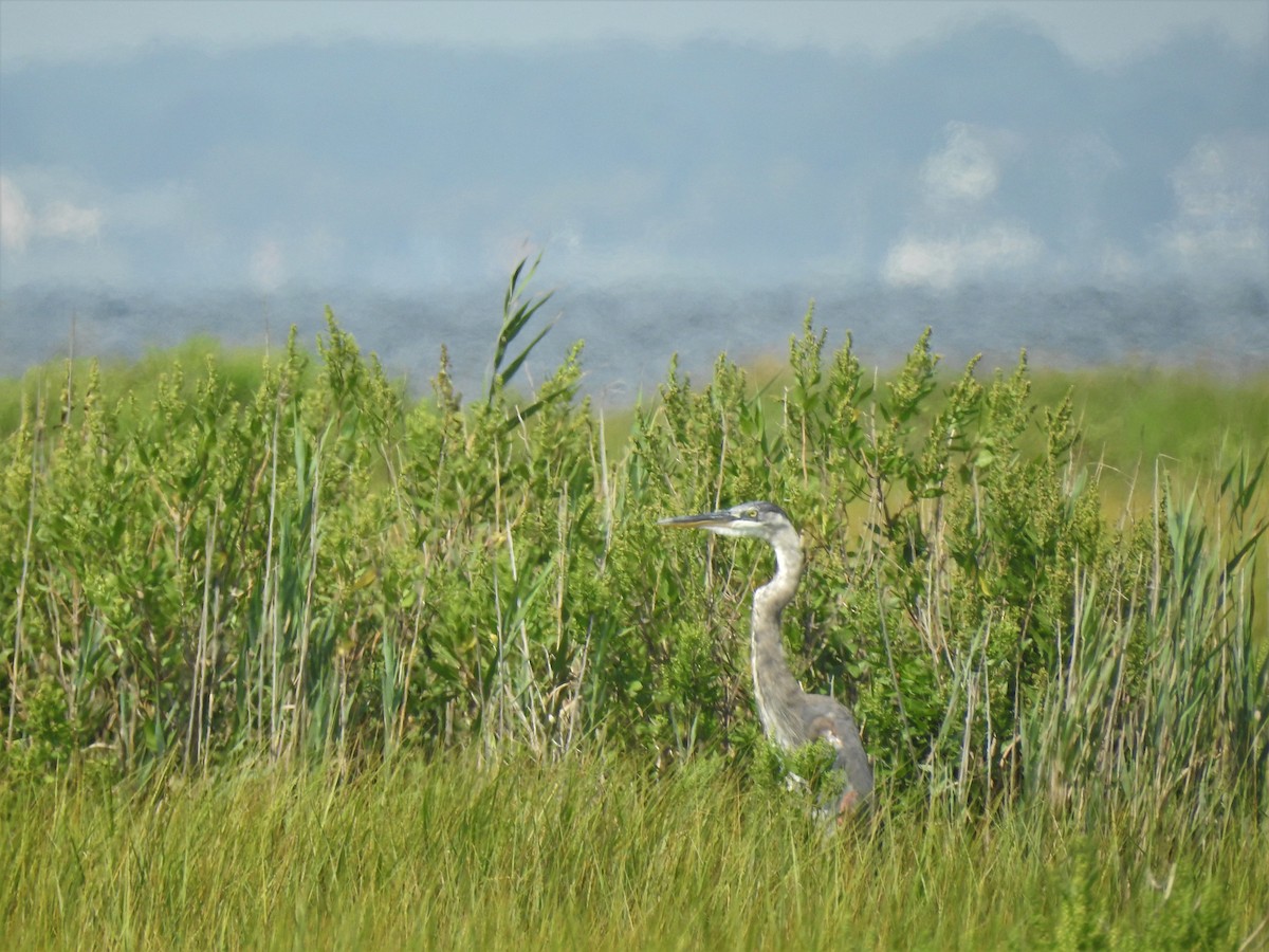 Great Blue Heron - ML603048121