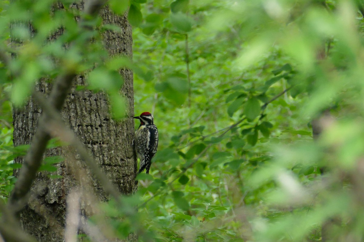 Yellow-bellied Sapsucker - ML60304891