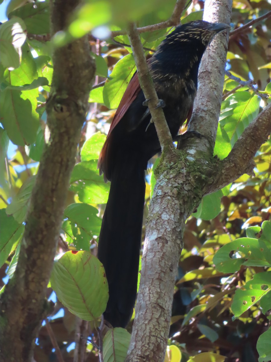 Malagasy Coucal - ML603049391