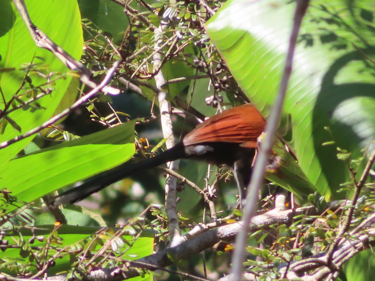 Malagasy Coucal - ML603049811