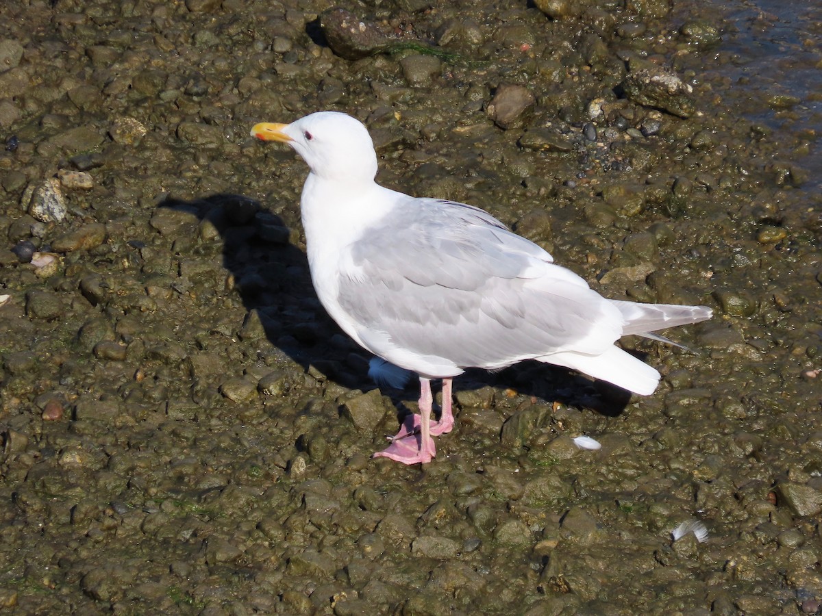 Glaucous-winged Gull - ML603051121