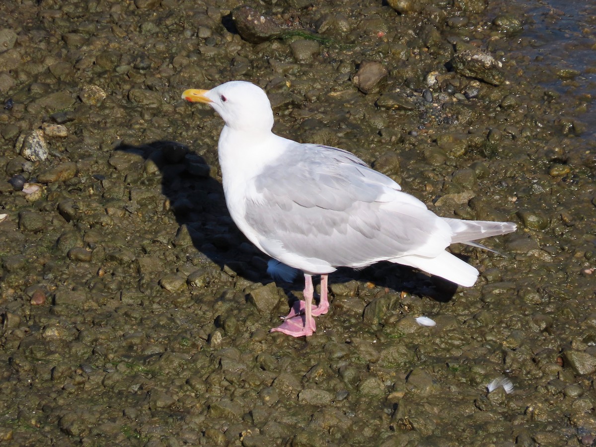 Glaucous-winged Gull - Blaire Smith