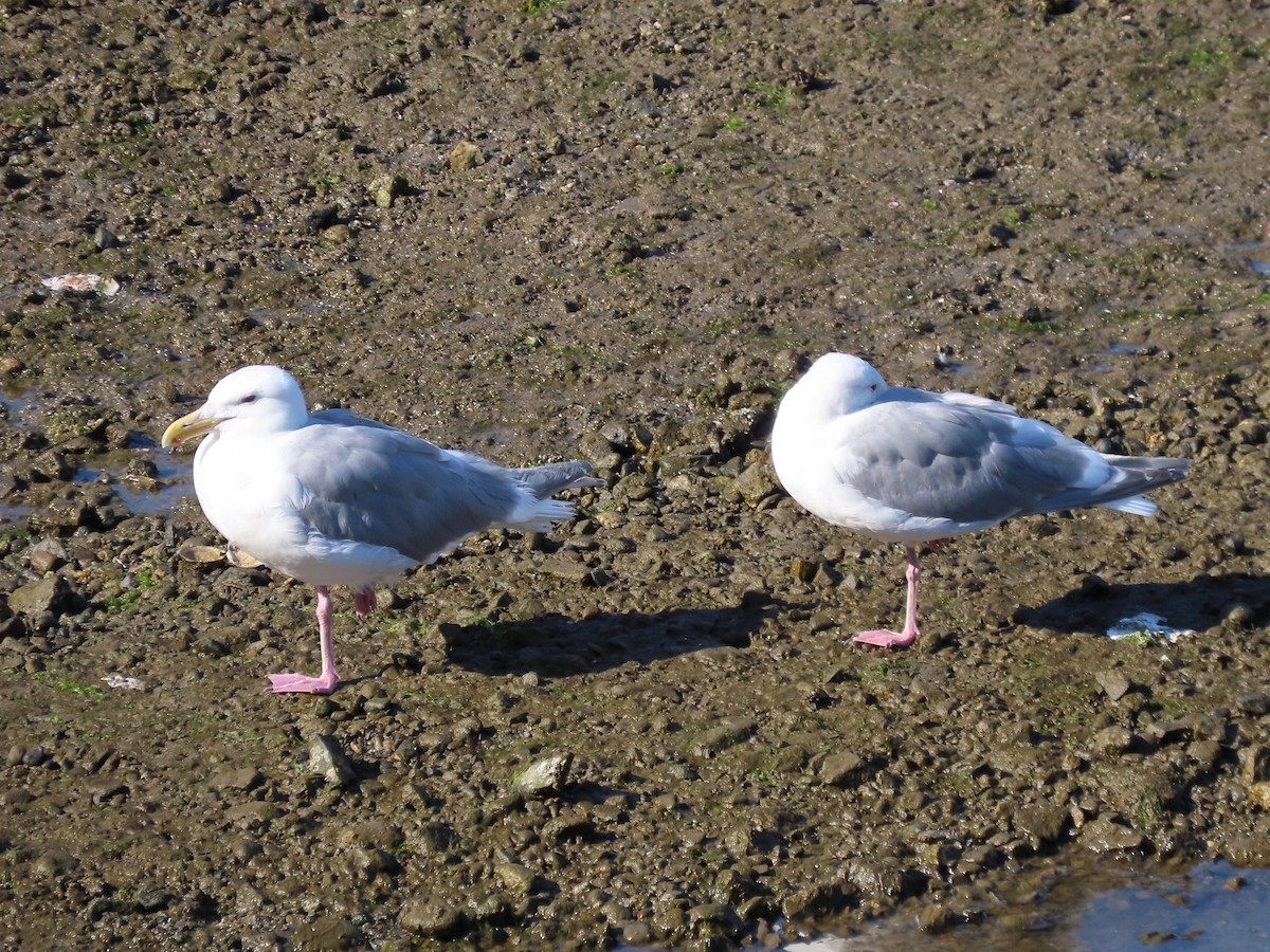 Goéland à ailes grises - ML603051131