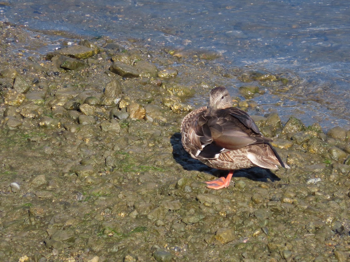 Зэрлэг нугас - ML603051151