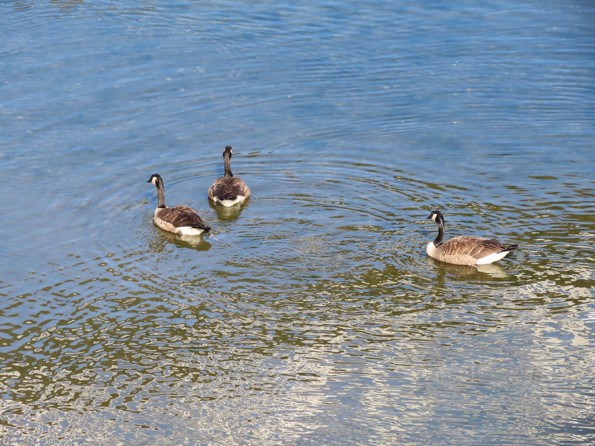 Канад галуу - ML603051191
