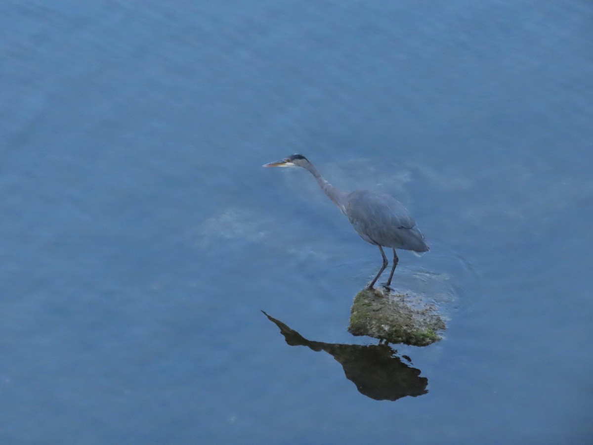 Great Blue Heron - ML603051271