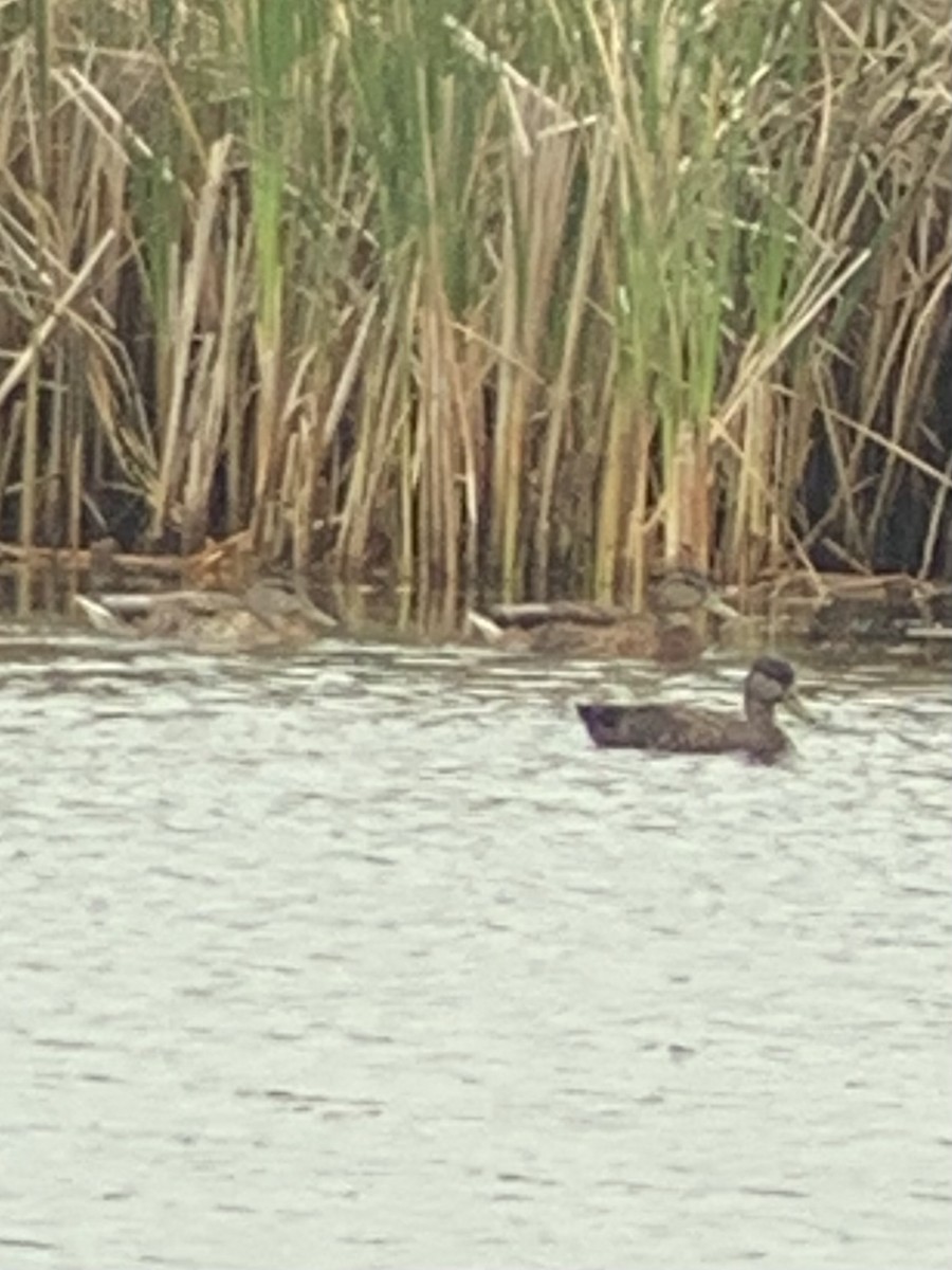 American Black Duck - ML603052311