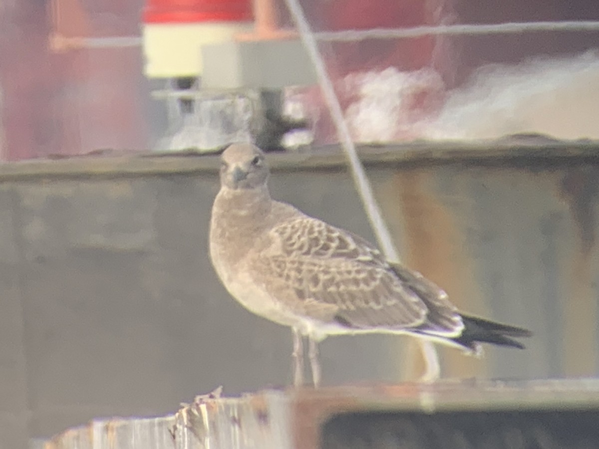 Laughing Gull - ML603053281