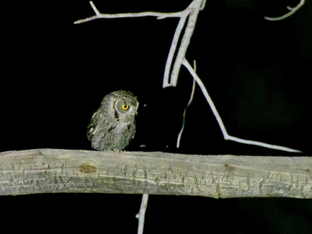 Western Screech-Owl - ML60305381