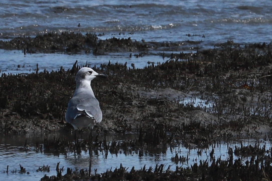 Laughing Gull - ML603054381