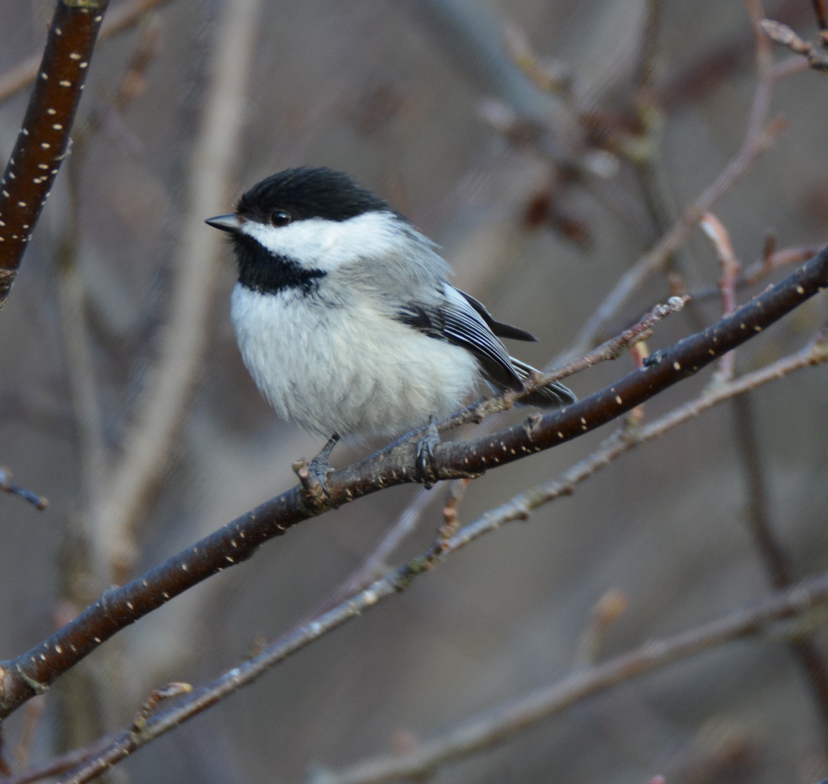 Black-capped Chickadee - ML60305541