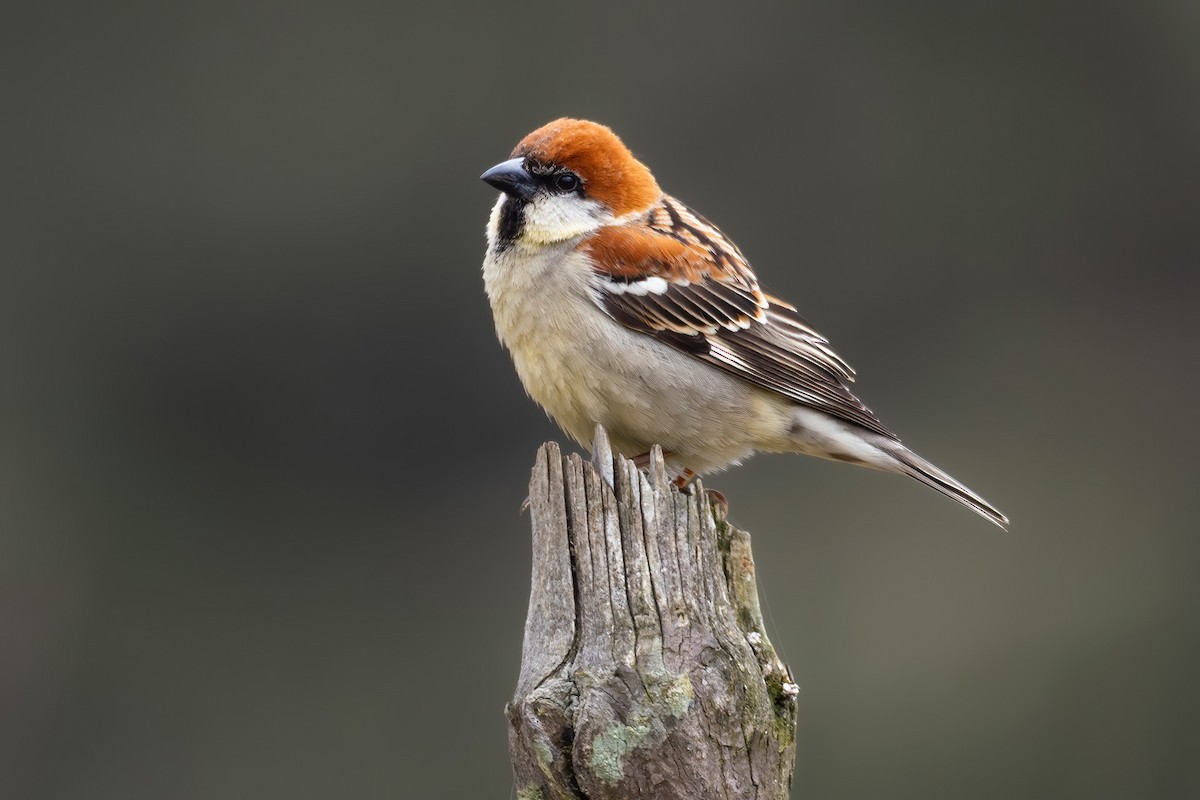 Russet Sparrow - ML603056141