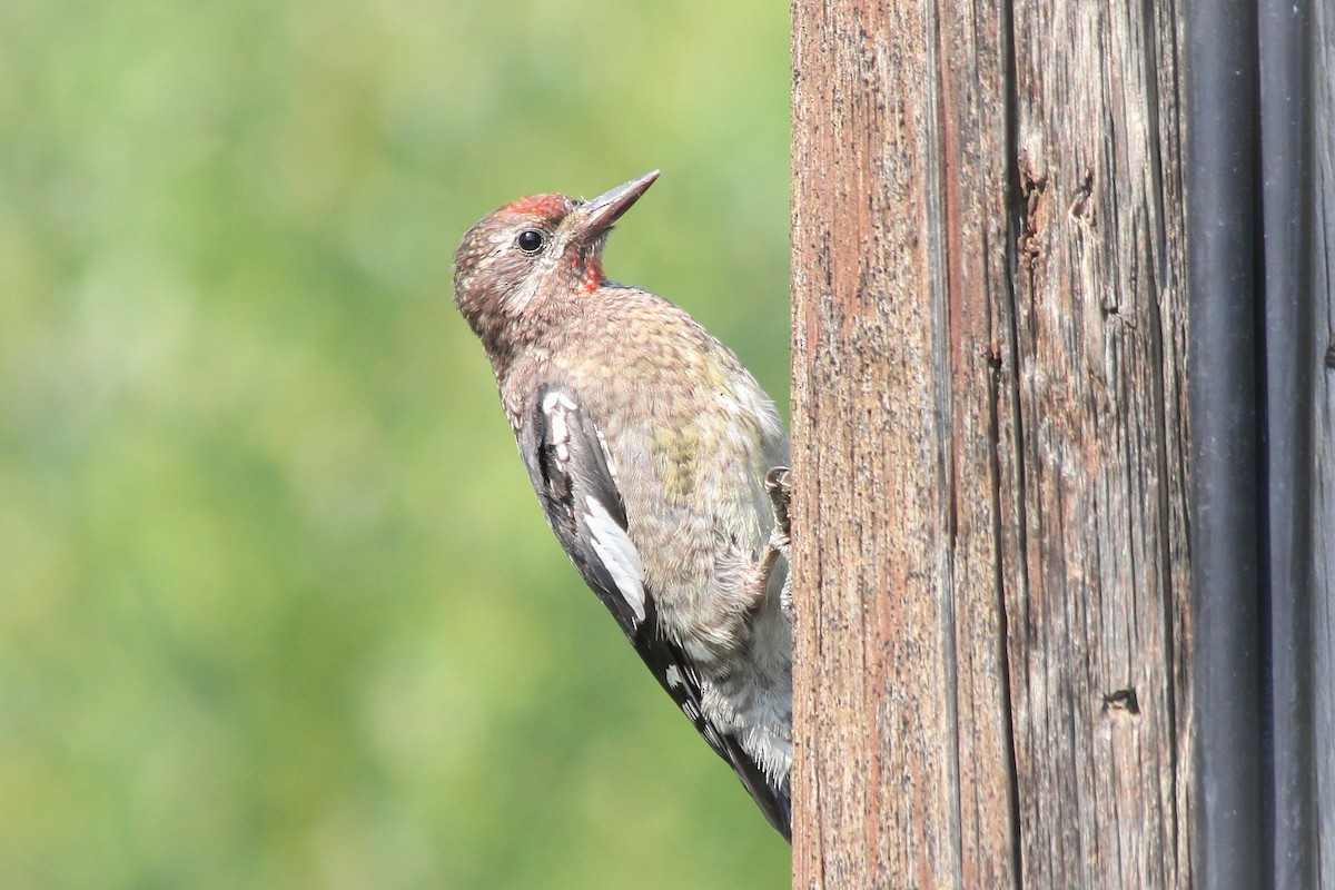 Red-naped Sapsucker - ML603056201