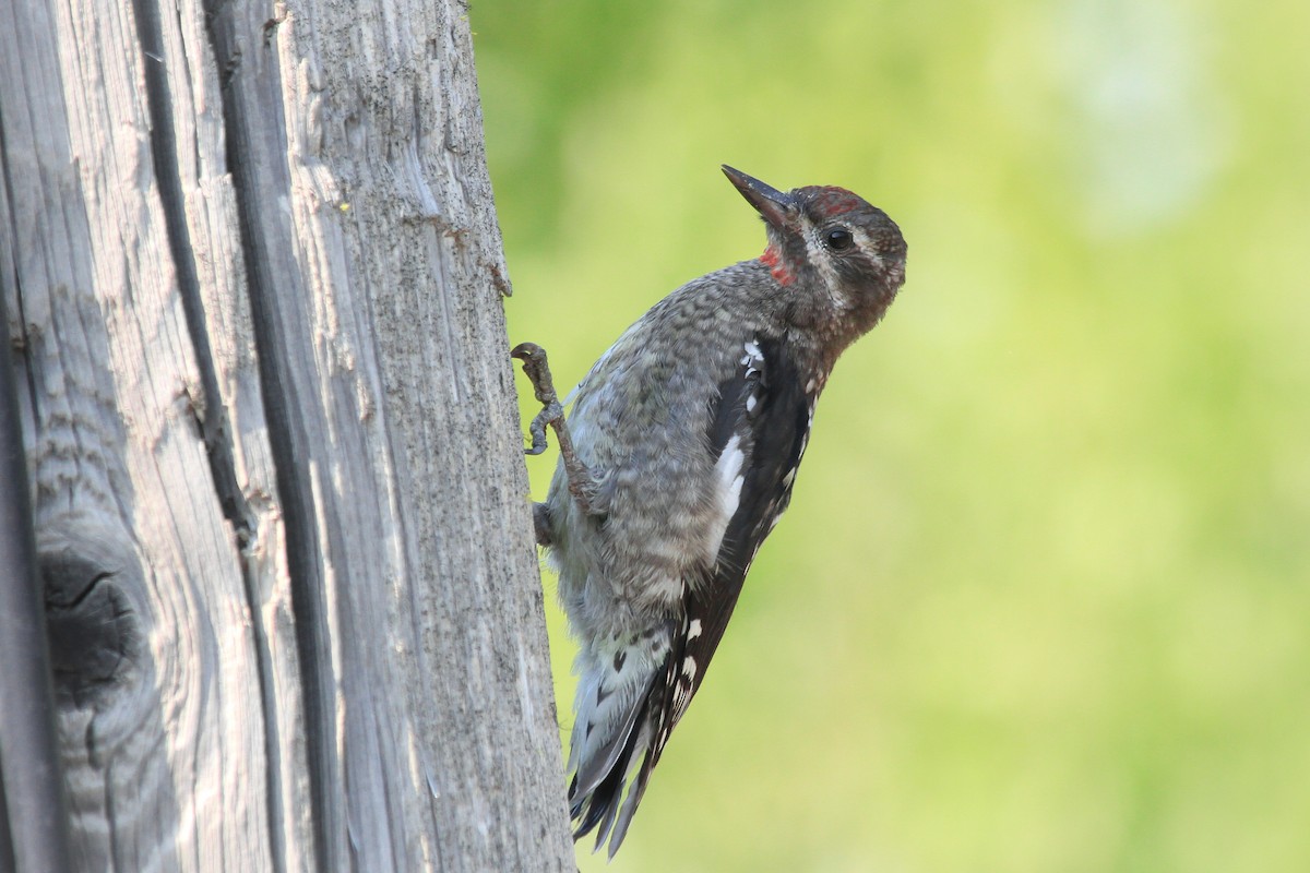 Red-naped Sapsucker - ML603056211