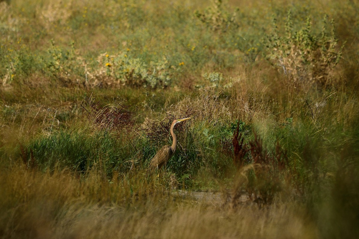 Purple Heron - ML603056891