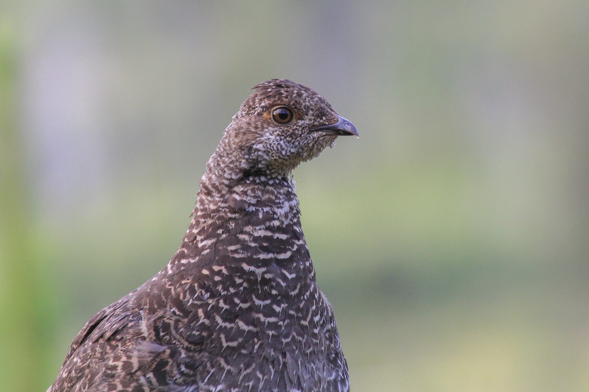 Dusky Grouse - Riley Fern