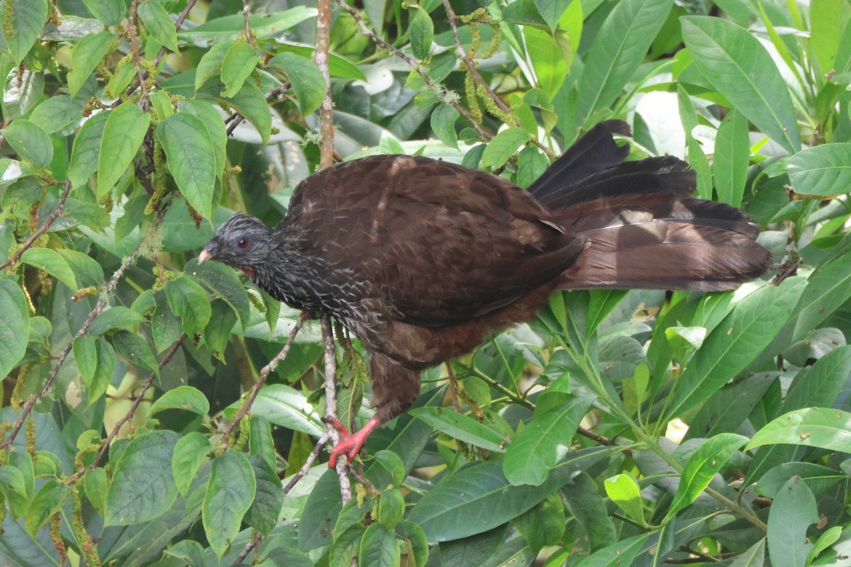 Andean Guan - ML603057241