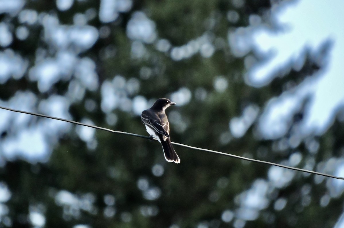 Eastern Kingbird - Daniel Casey