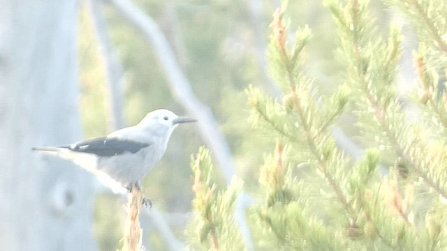 Clark's Nutcracker - ML603057671