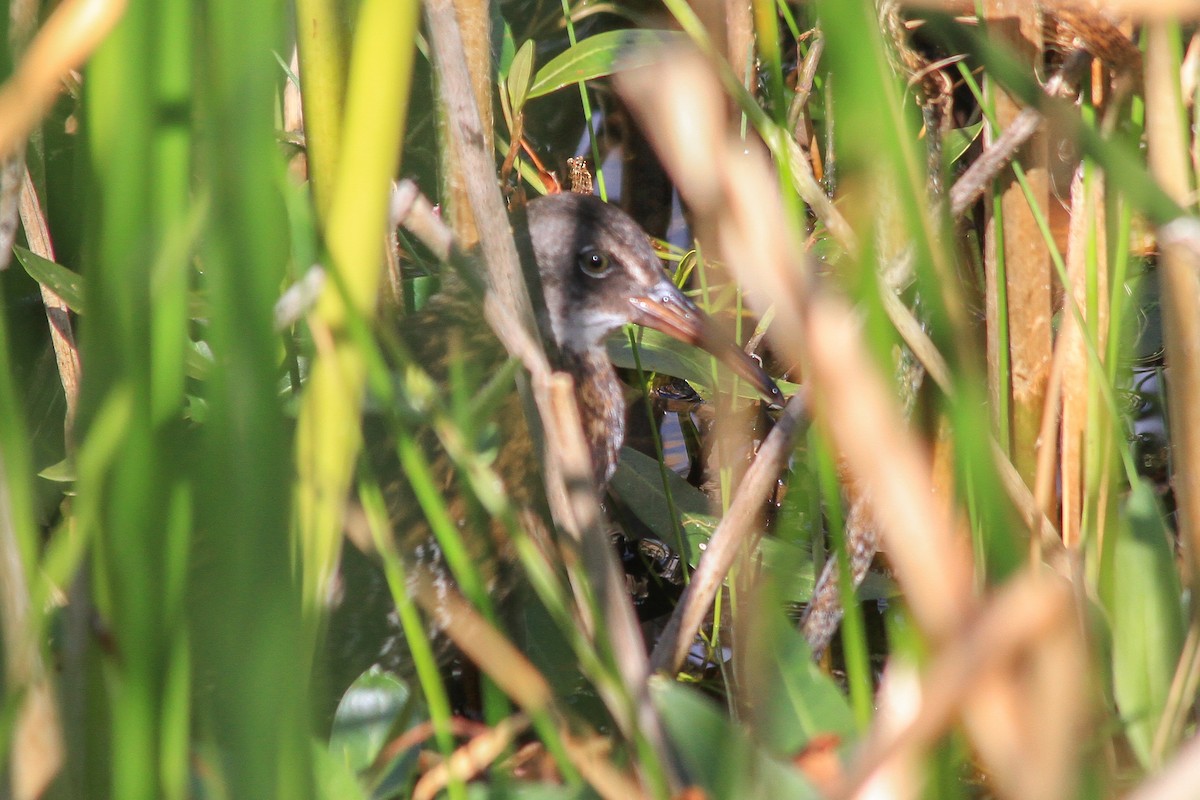 Virginia Rail - Riley Fern