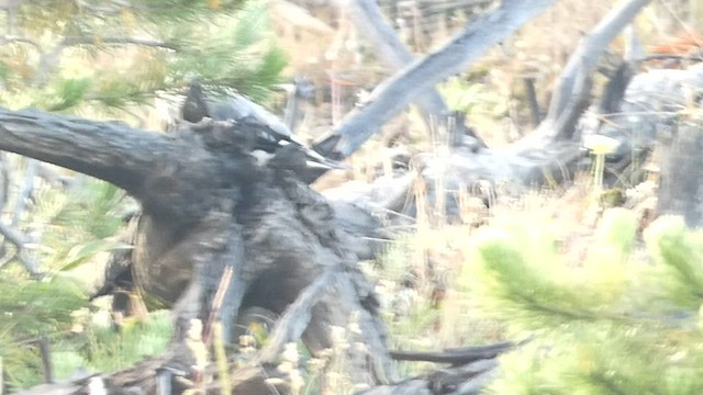 Clark's Nutcracker - ML603057771