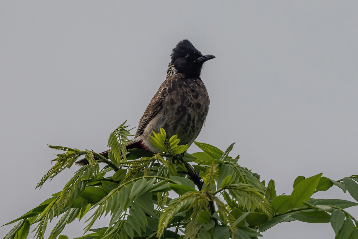 Red-vented Bulbul - ML603058151