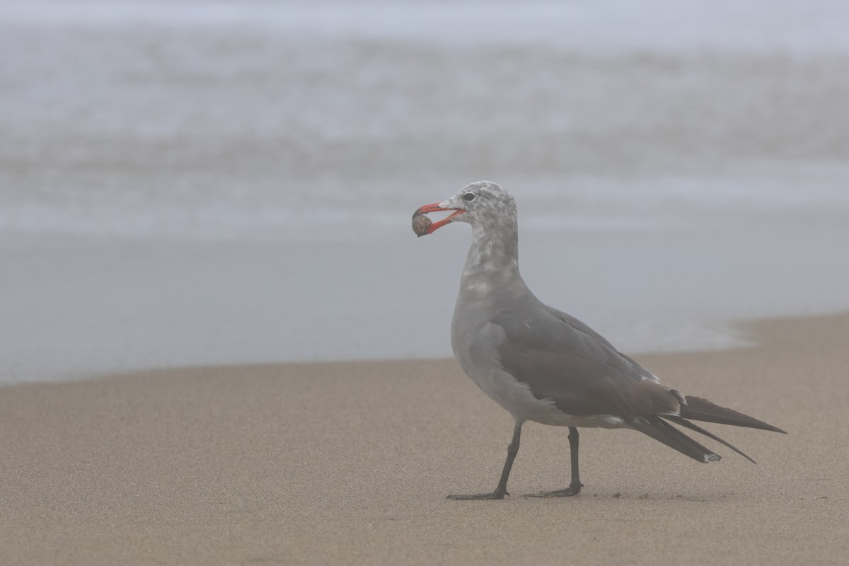 Heermann's Gull - ML603058591