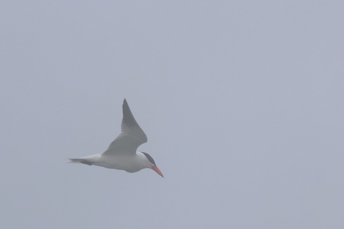 Elegant Tern - ML603058681