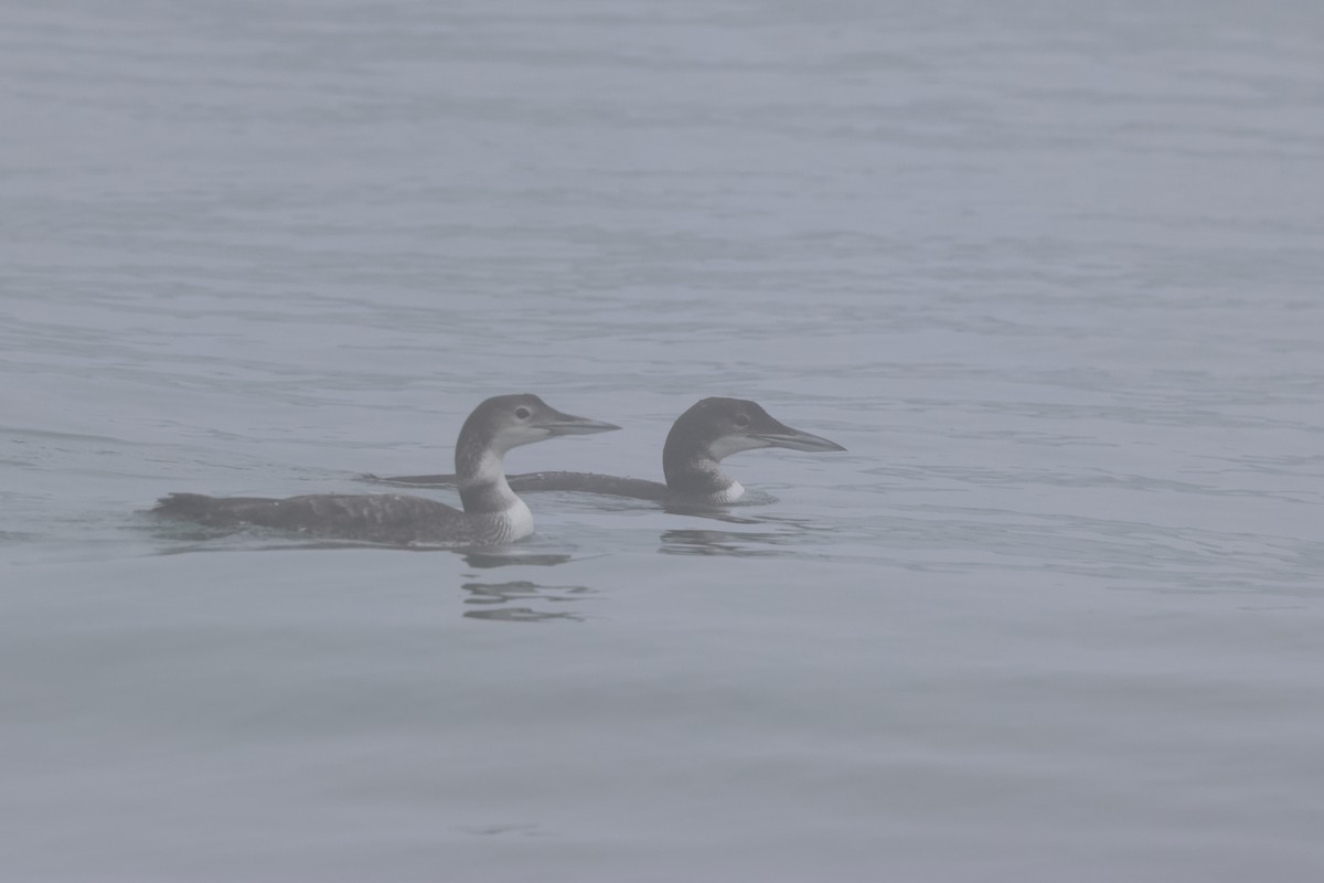 Common Loon - ML603058711