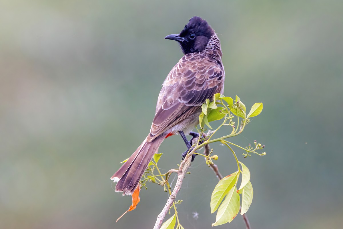 Red-vented Bulbul - ML603059291