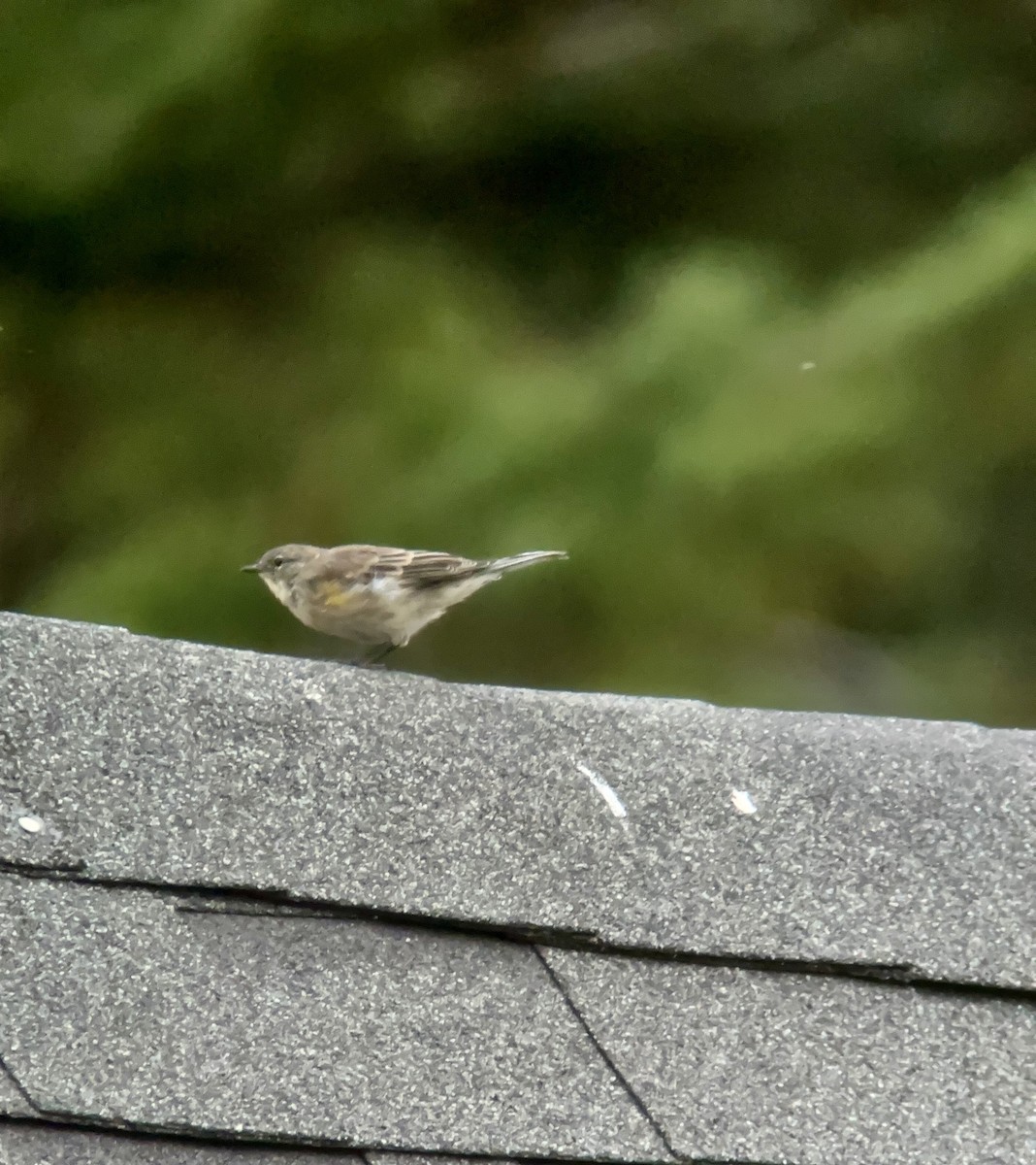 Yellow-rumped Warbler - Daniel Casey