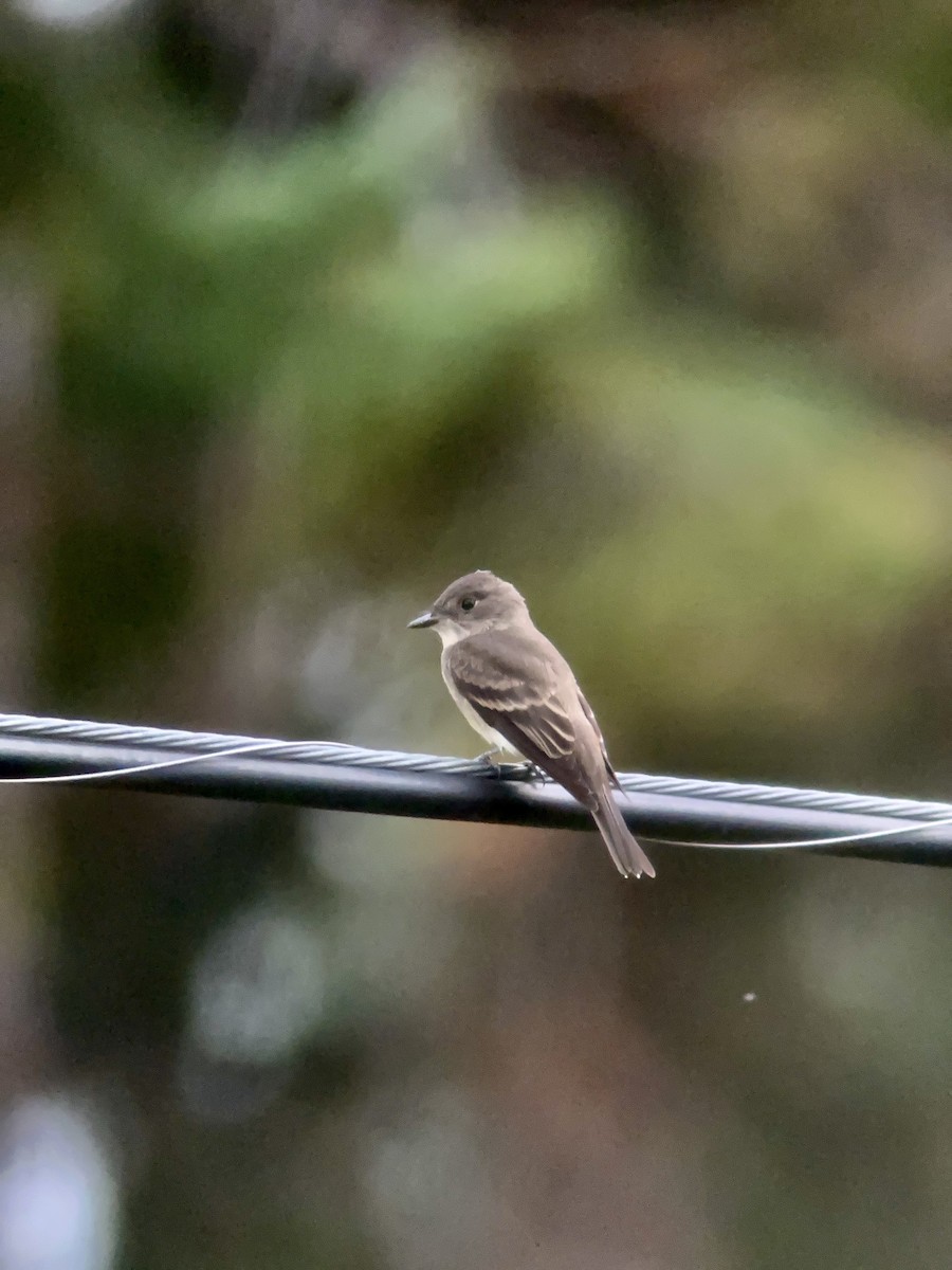 Western Wood-Pewee - ML603060031