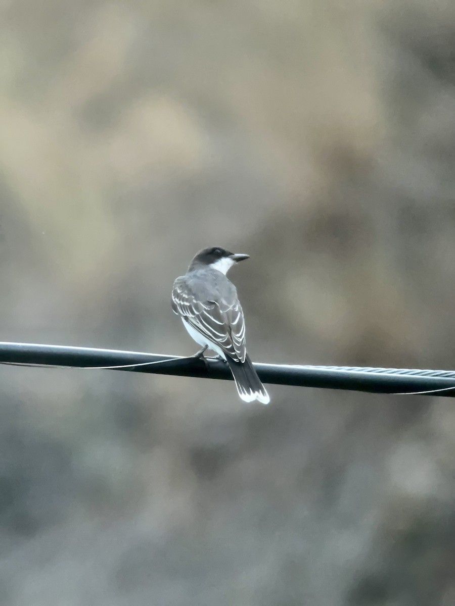 Eastern Kingbird - ML603060111