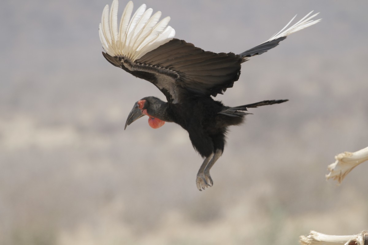 Southern Ground-Hornbill - ML603060281