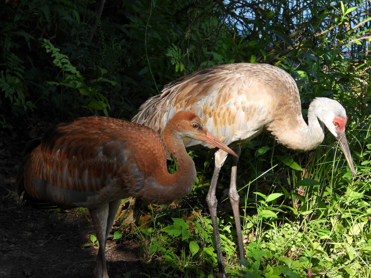 Sandhill Crane - ML603060651
