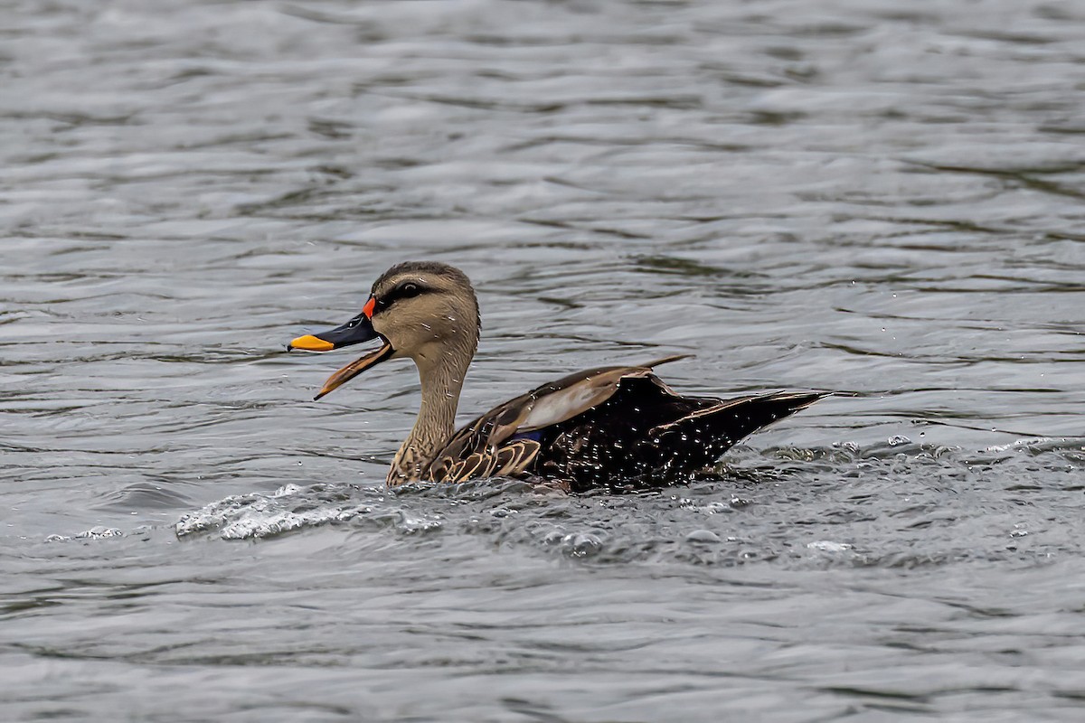 Indian Spot-billed Duck - ML603061171