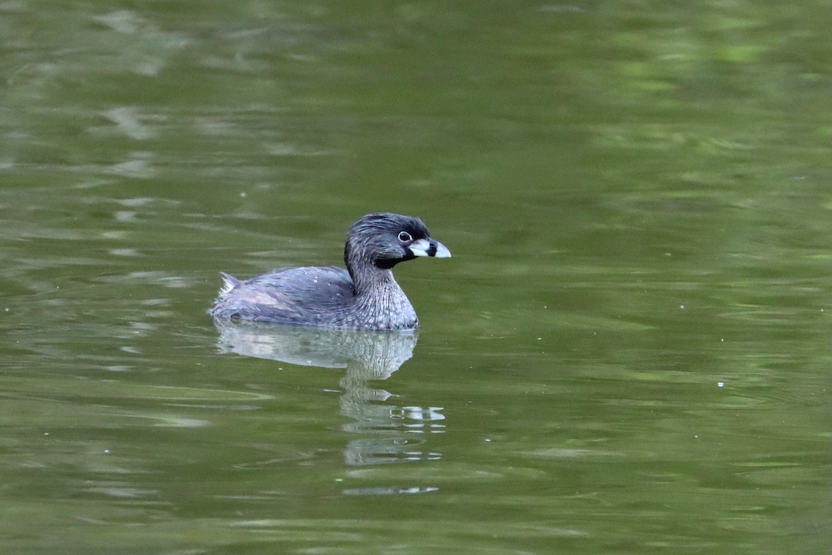 Pied-billed Grebe - ML603061771