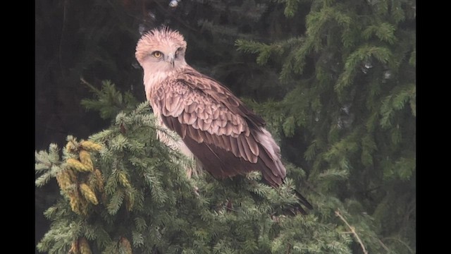 Short-toed Snake-Eagle - ML603062571