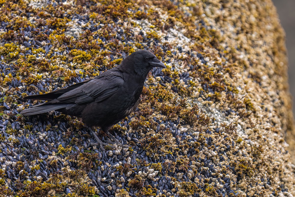 American Crow - ML603062831