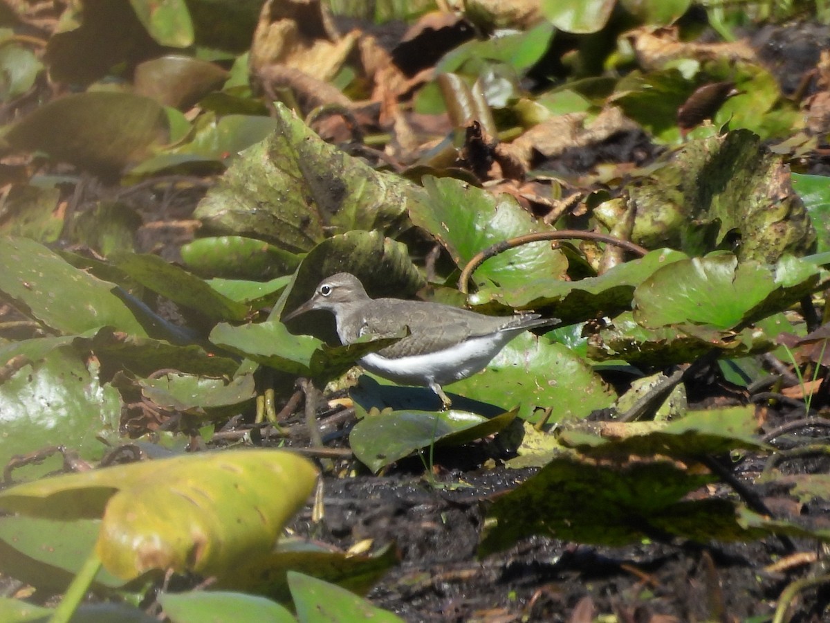 Spotted Sandpiper - ML603062871