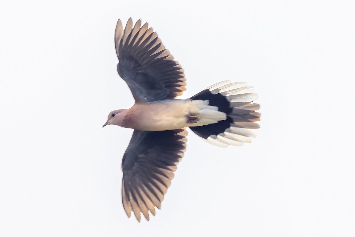 Laughing Dove - Nitin Nair