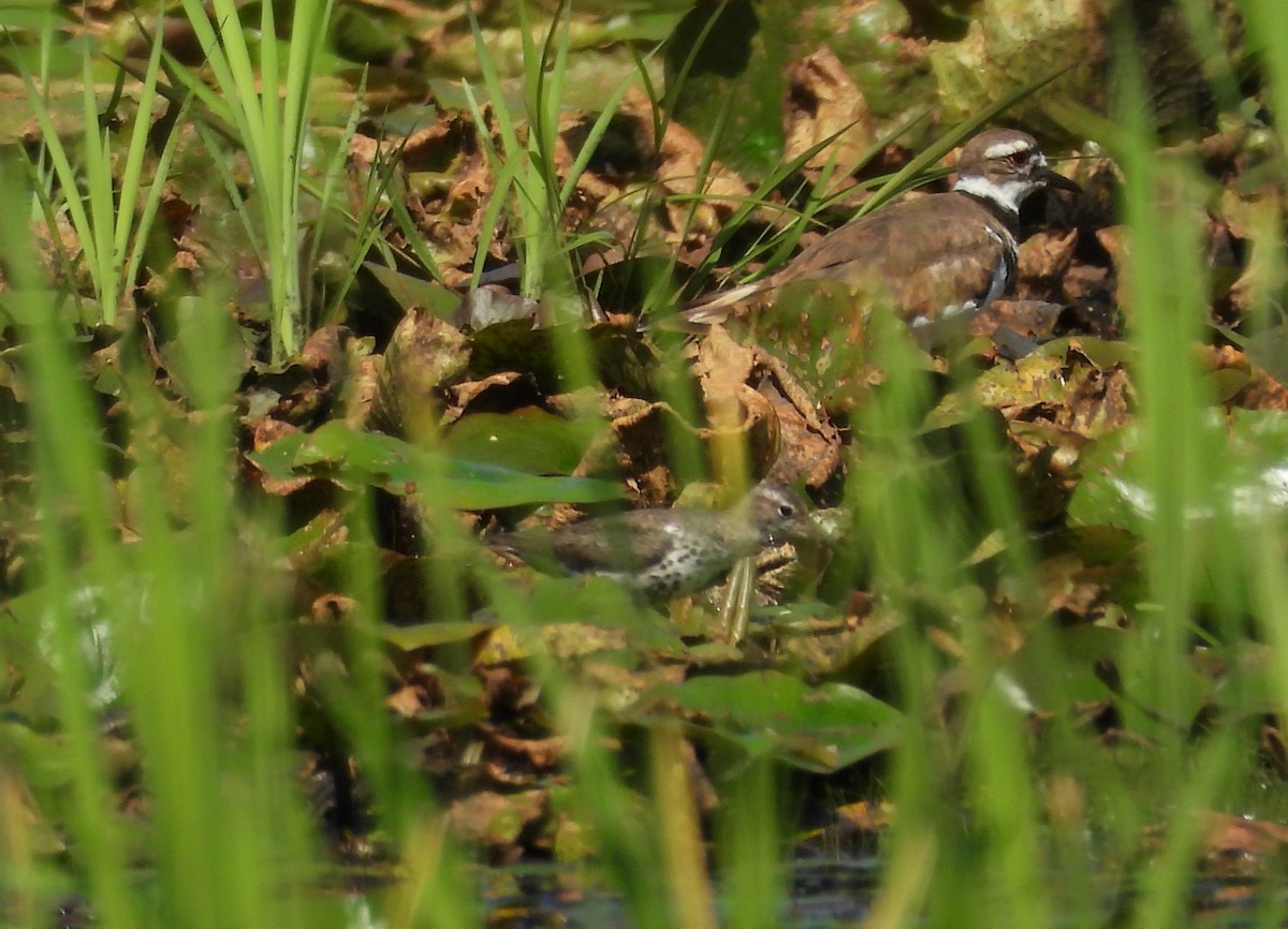 Spotted Sandpiper - Siew Gee Lim