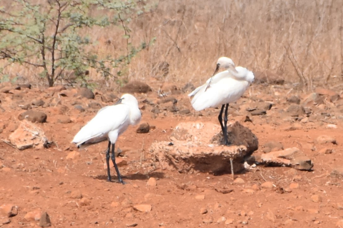 Eurasian Spoonbill - ML603063711