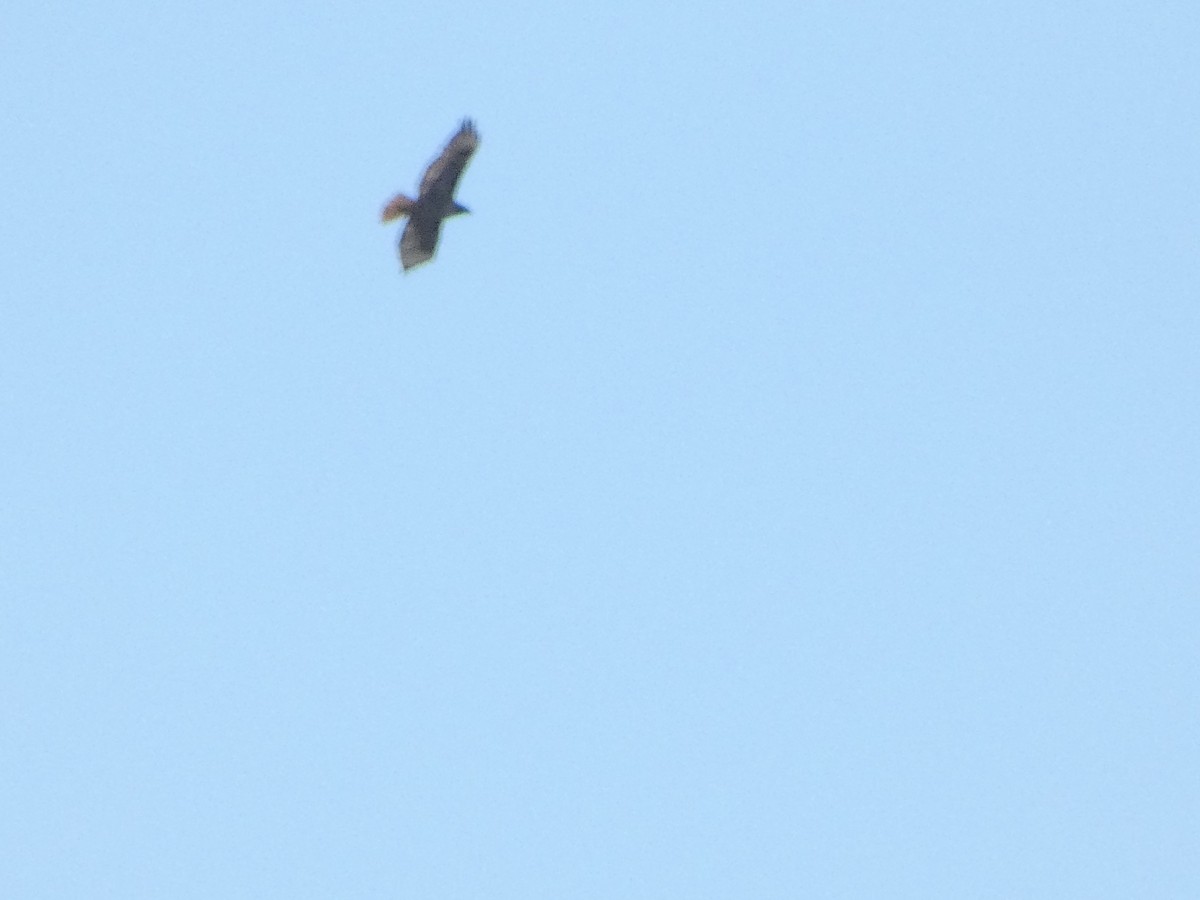 Red-tailed Hawk (calurus/alascensis) - ML603063941