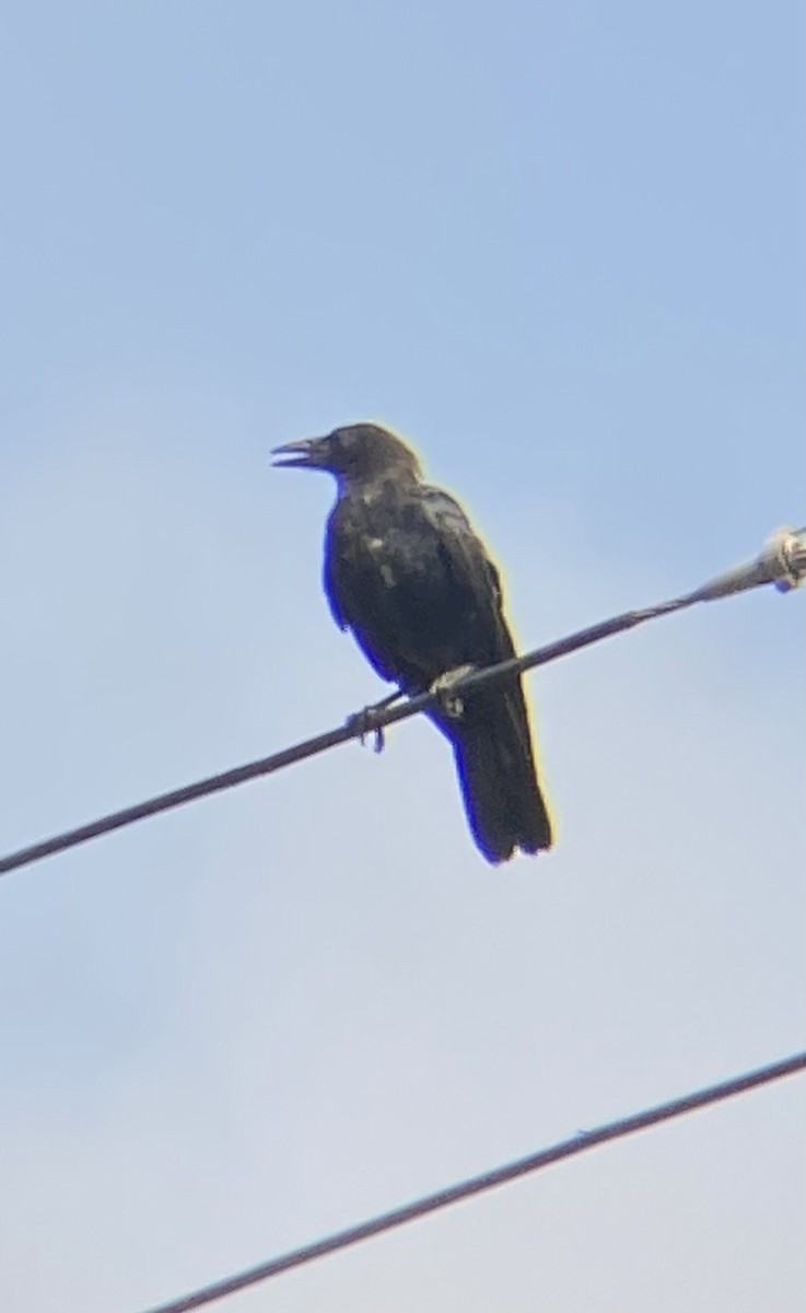 American Crow - ML603064081