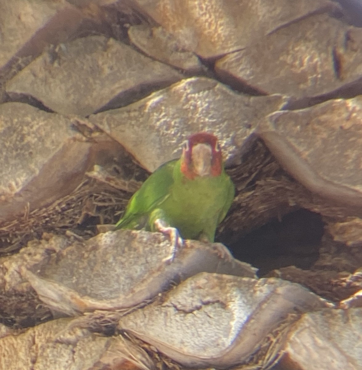 Mitred Parakeet - Rafael Guzman