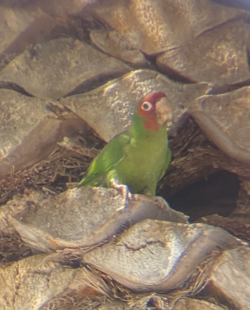 Mitred Parakeet - Rafael Guzman