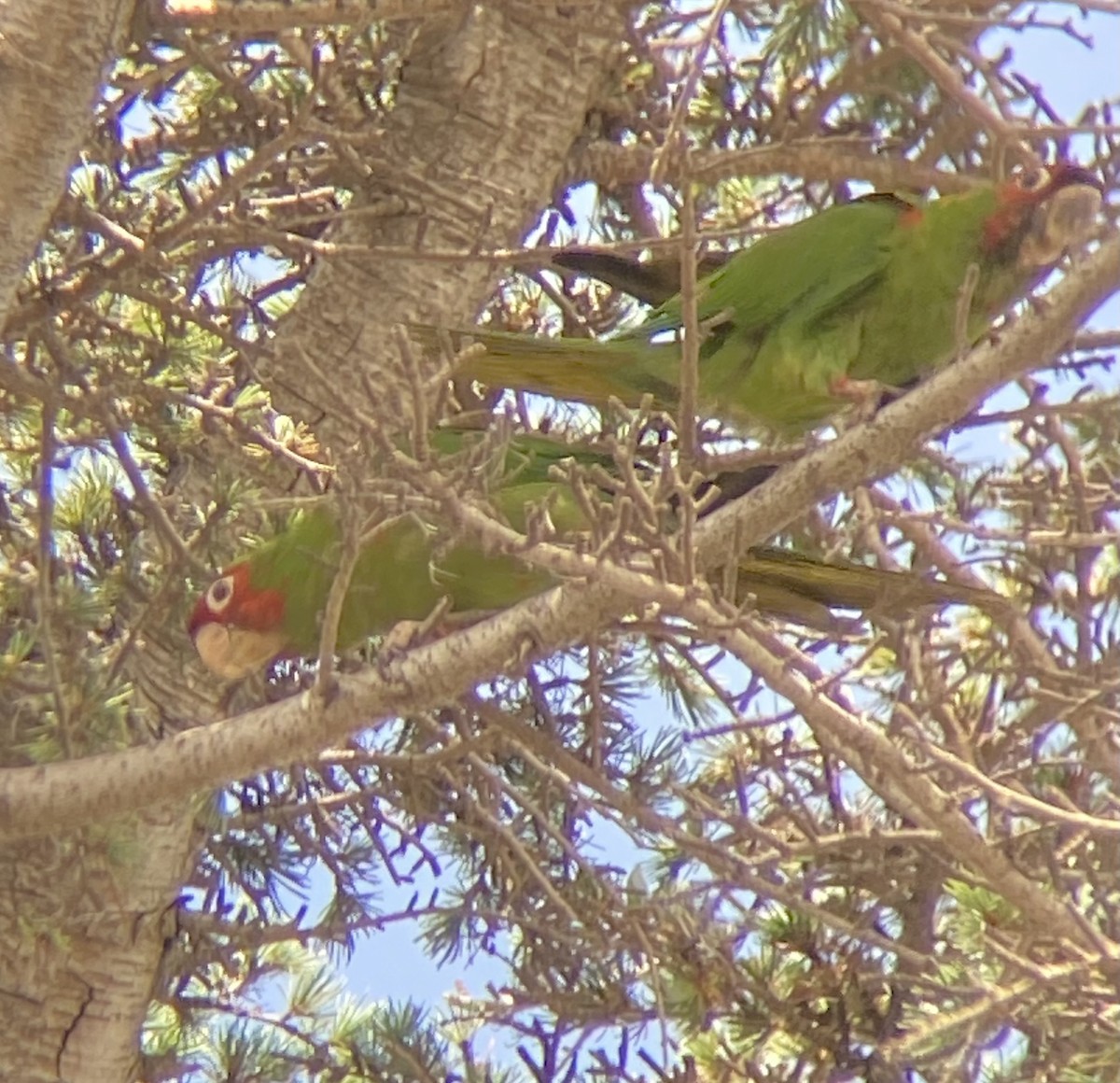 Mitred Parakeet - ML603064371