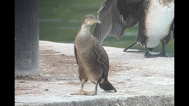 Cormorán Moñudo - ML603064571